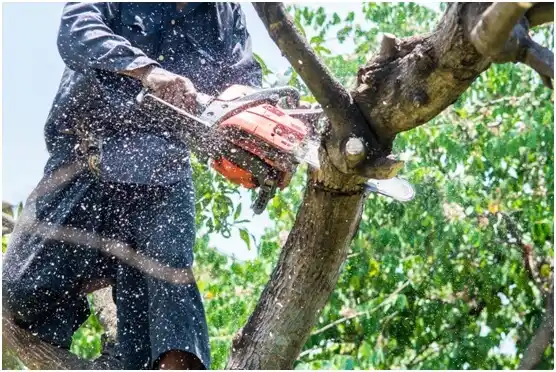 tree services Monahans